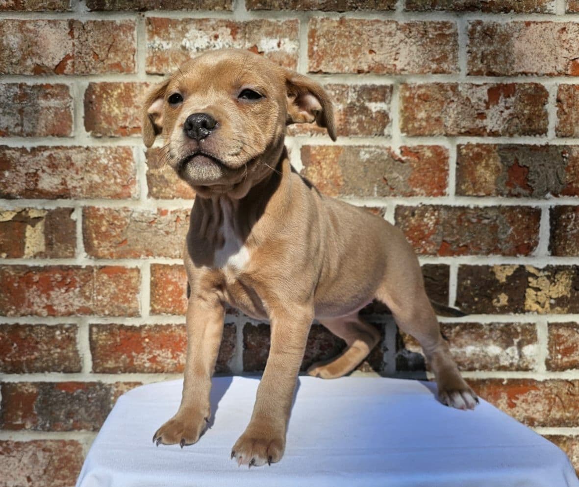 BLUE Staffordshire Bull Terrier Puppies breeder image 12