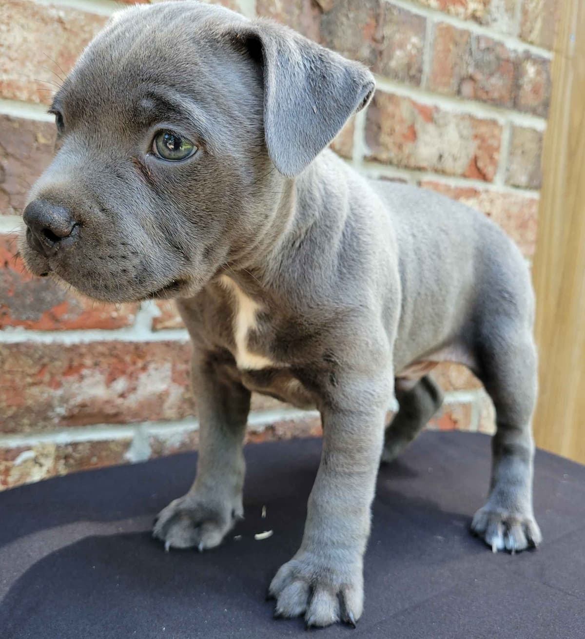 BLUE Staffordshire Bull Terrier Puppies breeder image 17