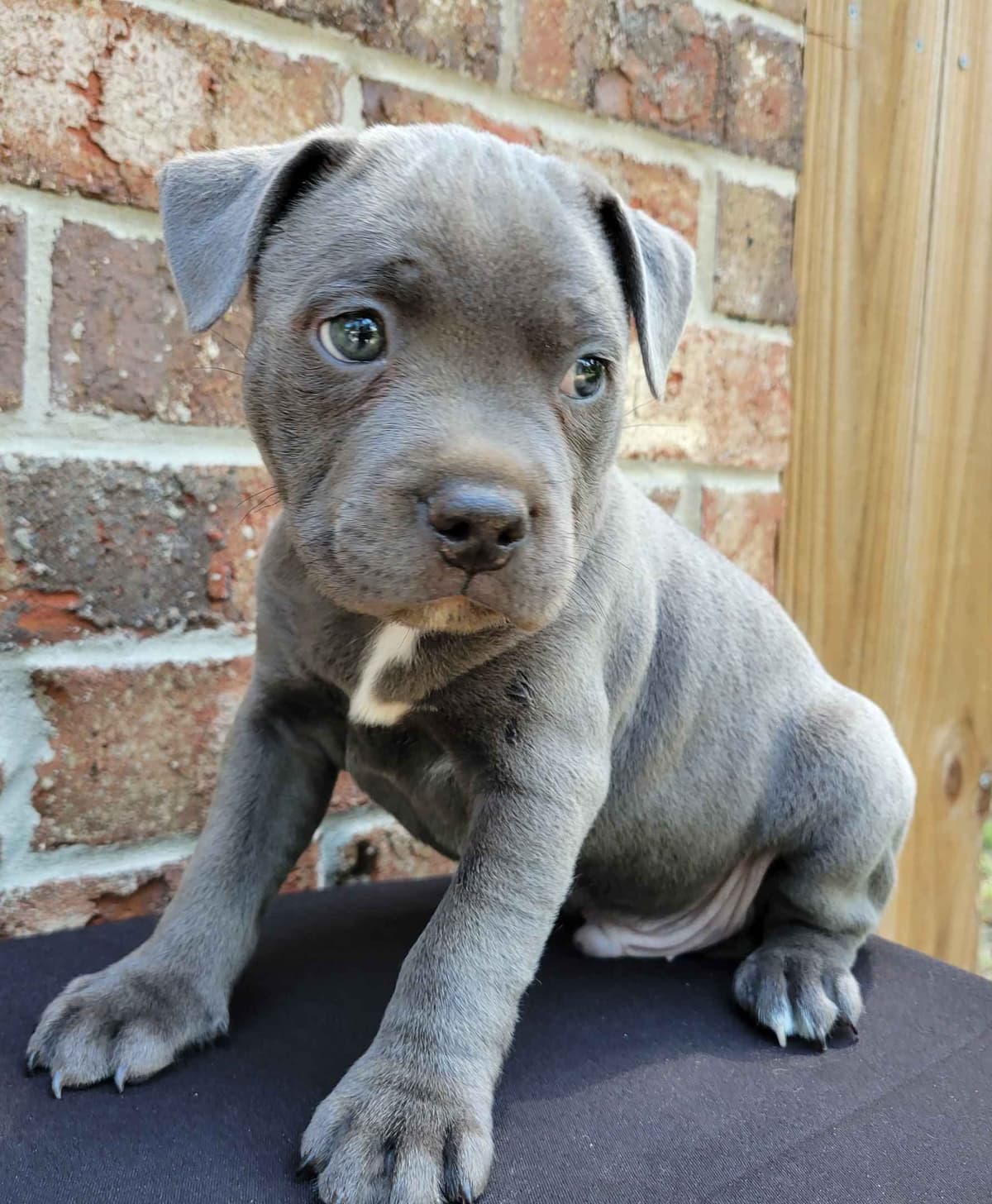 BLUE Staffordshire Bull Terrier Puppies breeder image 14
