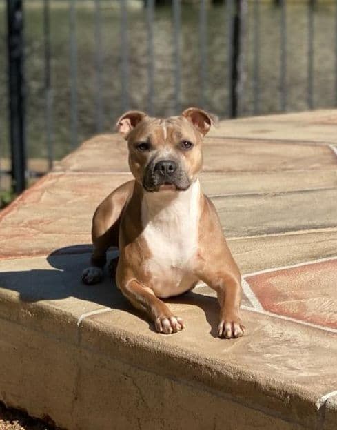 BLUE Staffordshire Bull Terrier Puppies breeder image 19