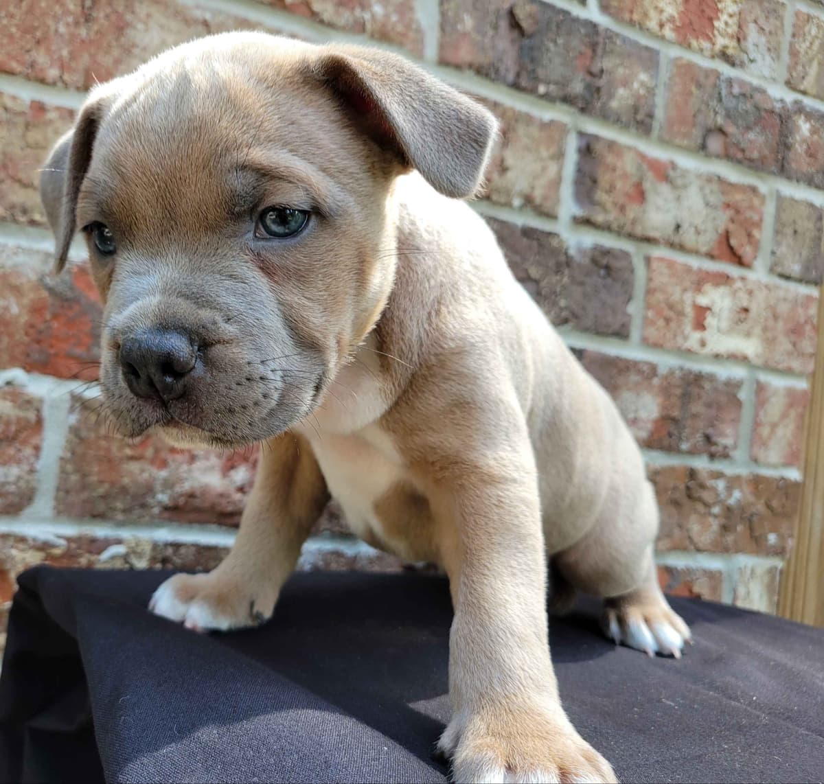 BLUE Staffordshire Bull Terrier Puppies breeder image 18