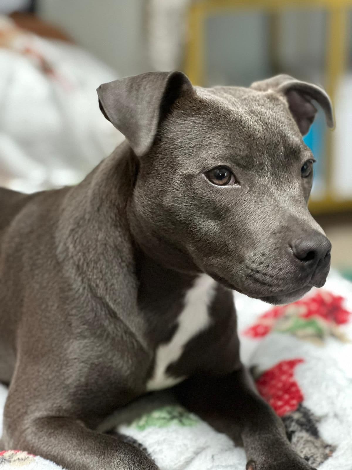 BLUE Staffordshire Bull Terrier Puppies breeder image 20