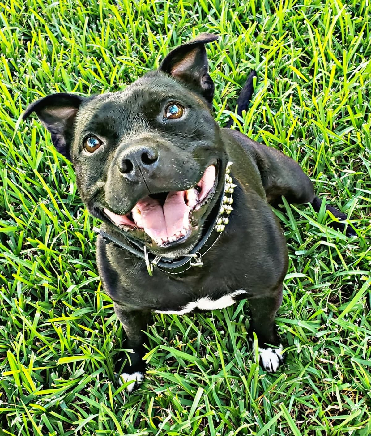 BLUE Staffordshire Bull Terrier Puppies breeder image 21