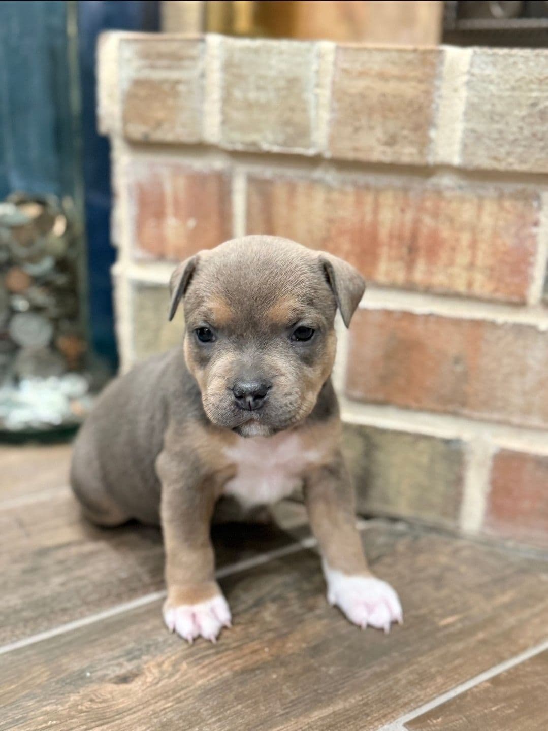 BLUE Staffordshire Bull Terrier Puppies breeder image 22