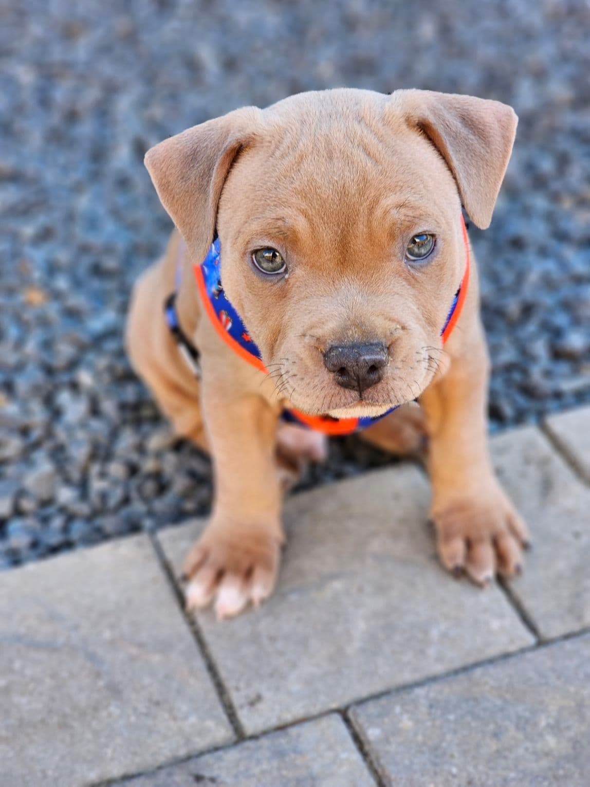 BLUE Staffordshire Bull Terrier Puppies breeder image 11