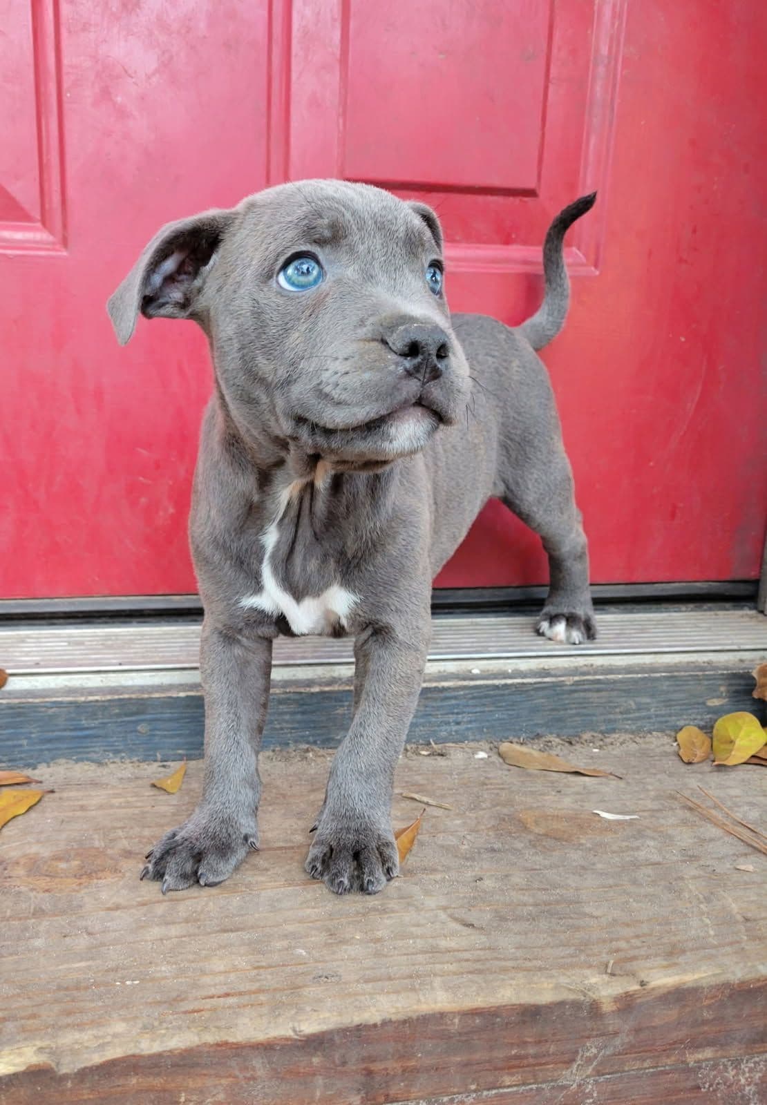 BLUE Staffordshire Bull Terrier Puppies breeder image 10