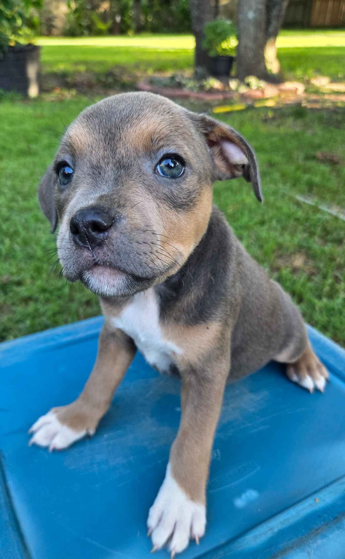 BLUE Staffordshire Bull Terrier Puppies breeder image 23