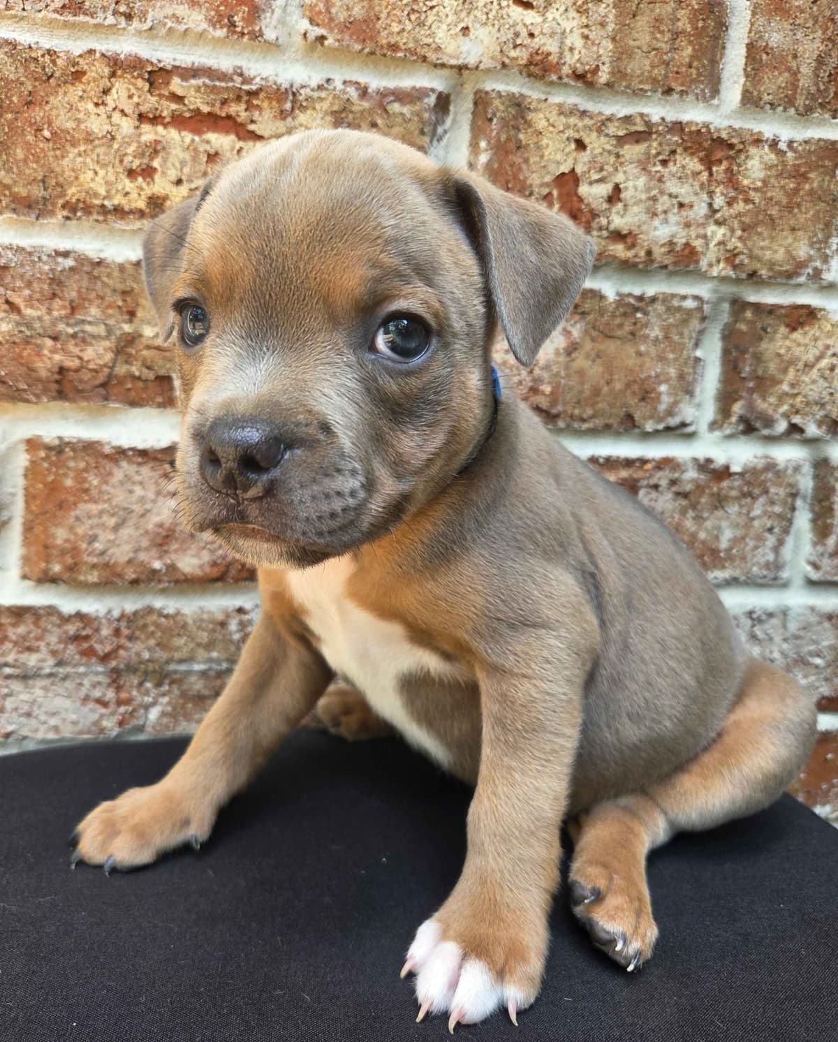 BLUE Staffordshire Bull Terrier Puppies breeder image 25