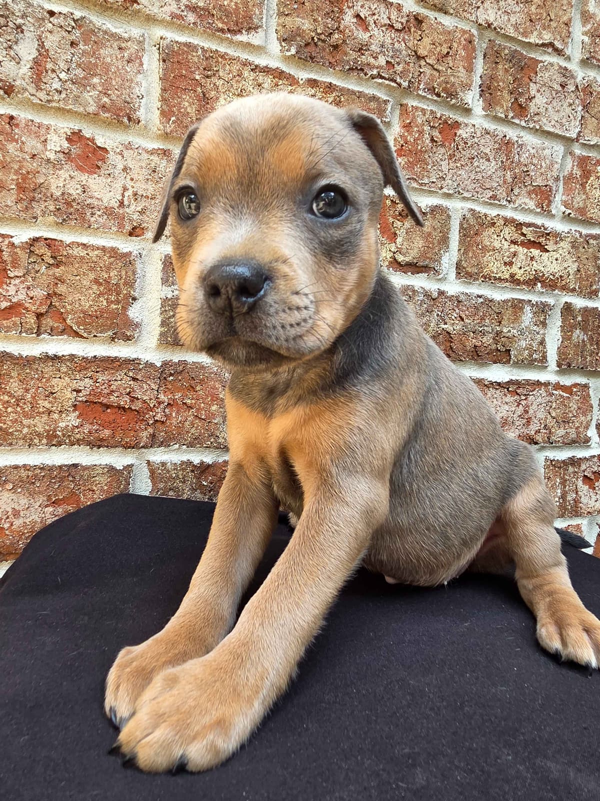 BLUE Staffordshire Bull Terrier Puppies breeder image 24