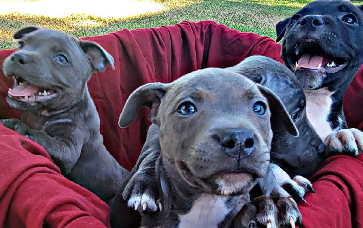 BLUE Staffordshire Bull Terrier Puppies breeder image 8