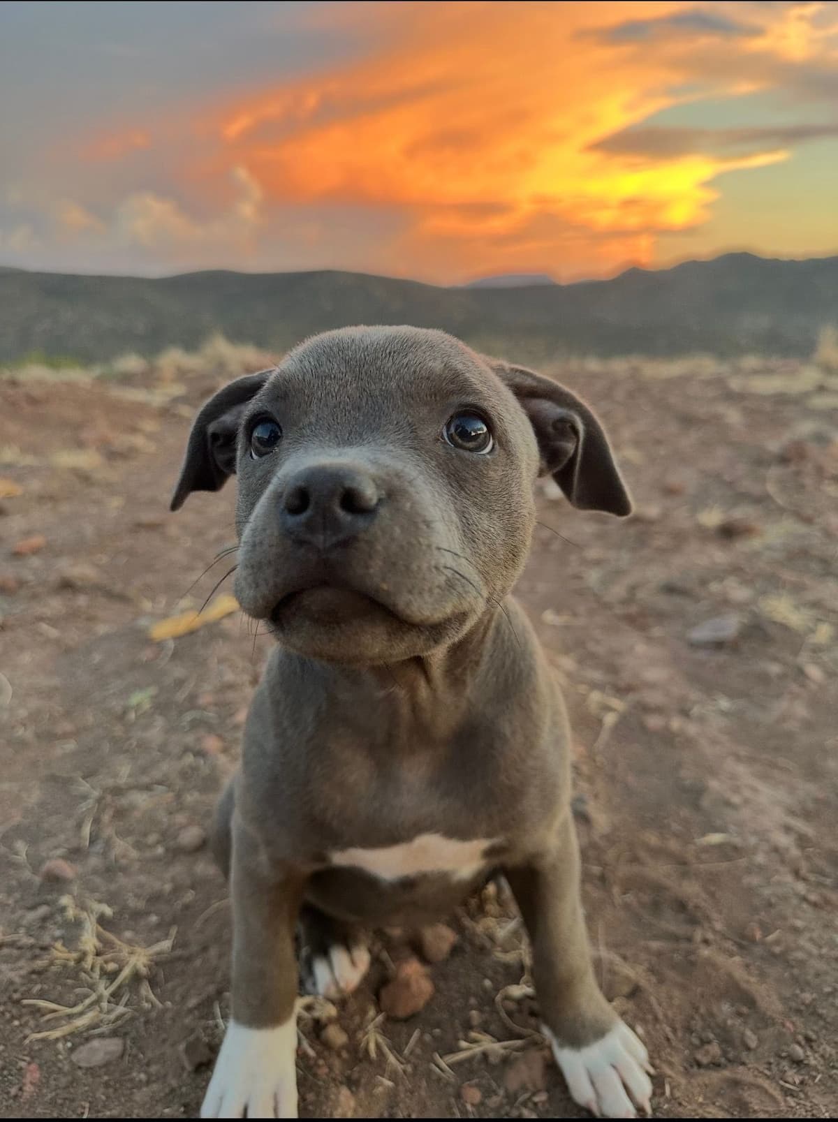 BLUE Staffordshire Bull Terrier Puppies breeder image 29