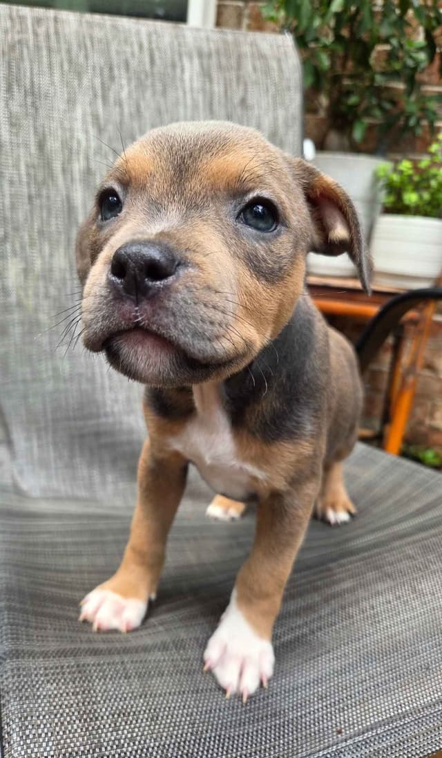 BLUE Staffordshire Bull Terrier Puppies media 15