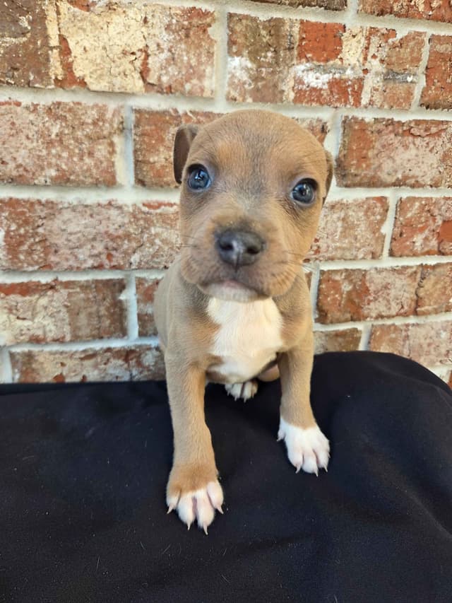 BLUE Staffordshire Bull Terrier Puppies media 18