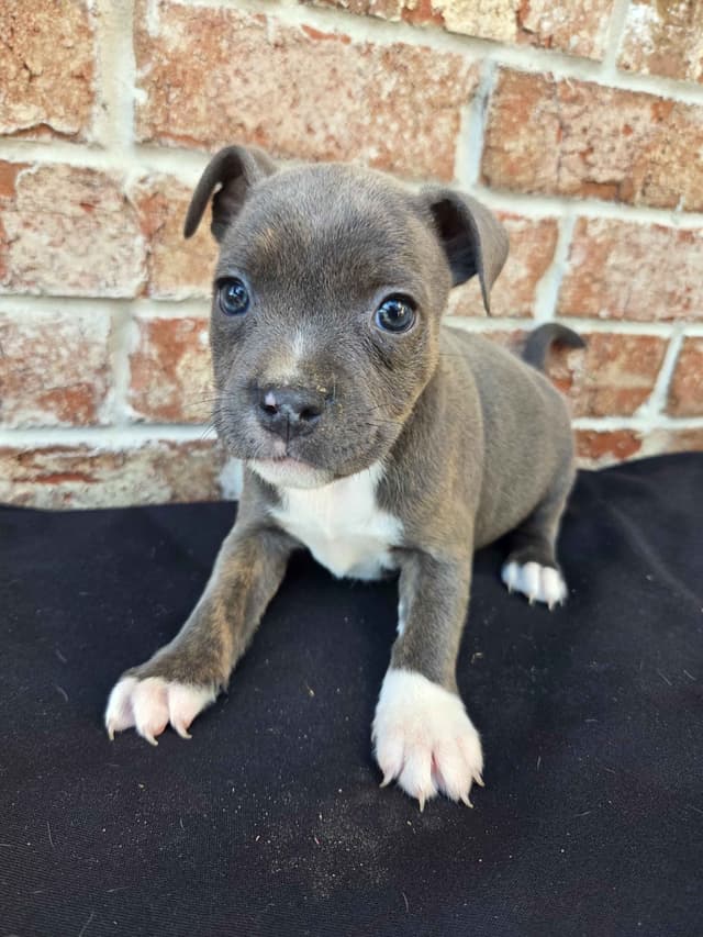 BLUE Staffordshire Bull Terrier Puppies media 19