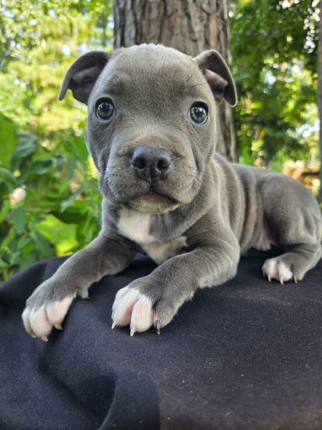 BLUE Staffordshire Bull Terrier Puppies media 21