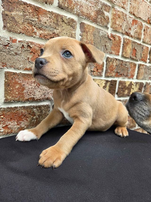BLUE Staffordshire Bull Terrier Puppies media 22