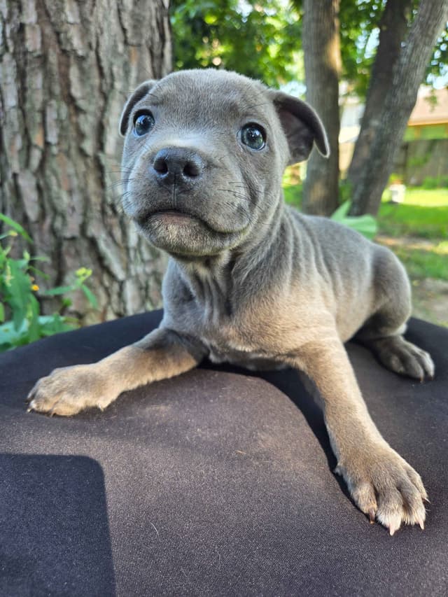 BLUE Staffordshire Bull Terrier Puppies media 20