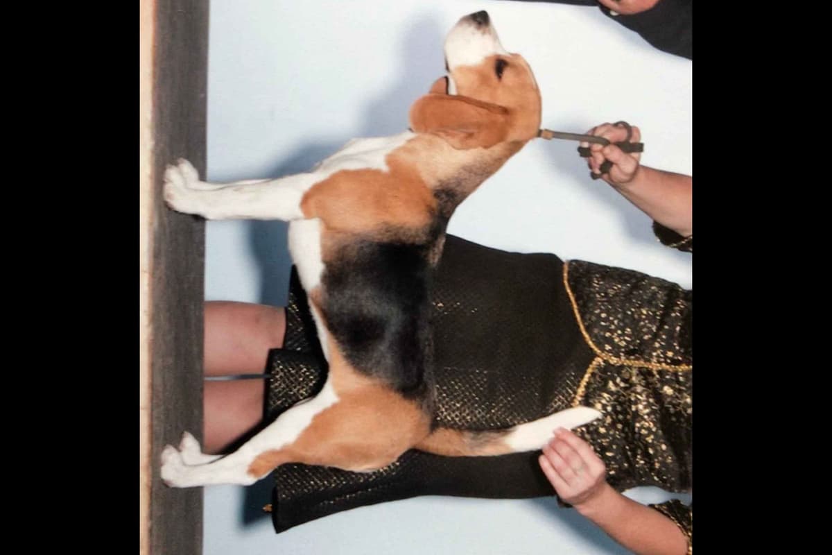 Beagle Puppies breeder image 2