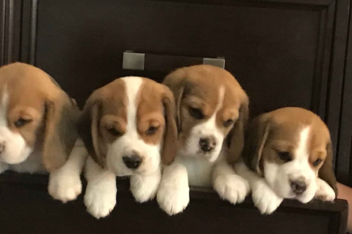 Beagle Puppies breeder image 3