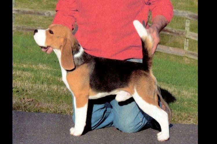 Beagle Puppies breeder image 4