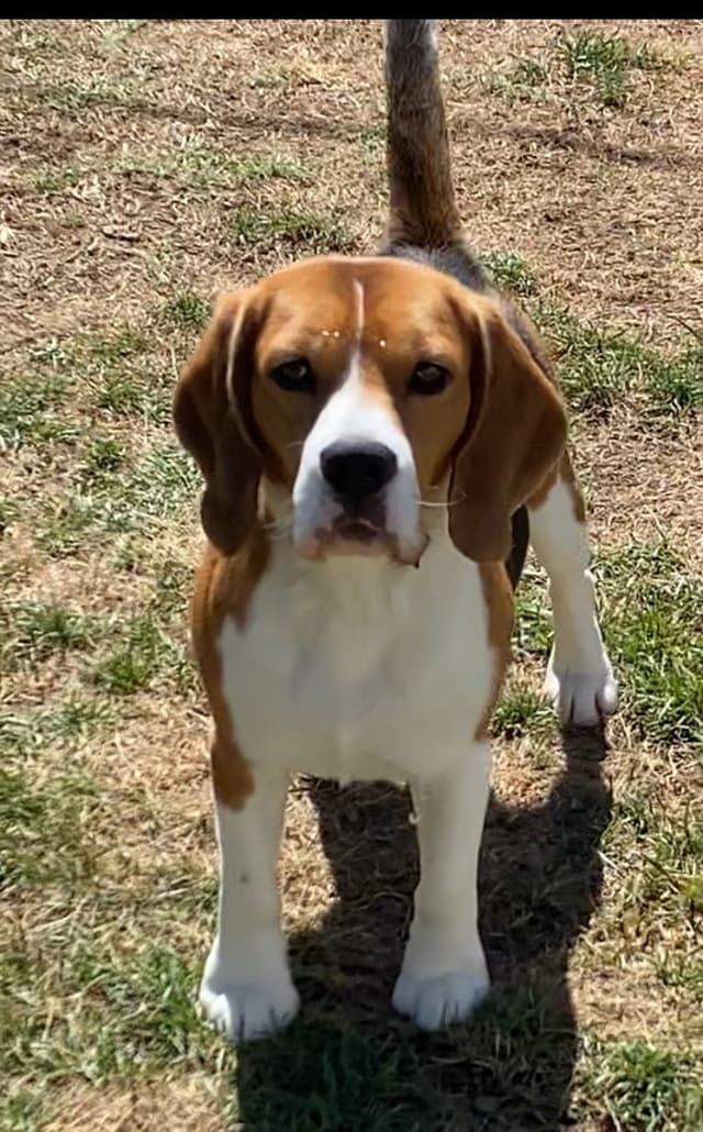 Beagle Puppies media 3