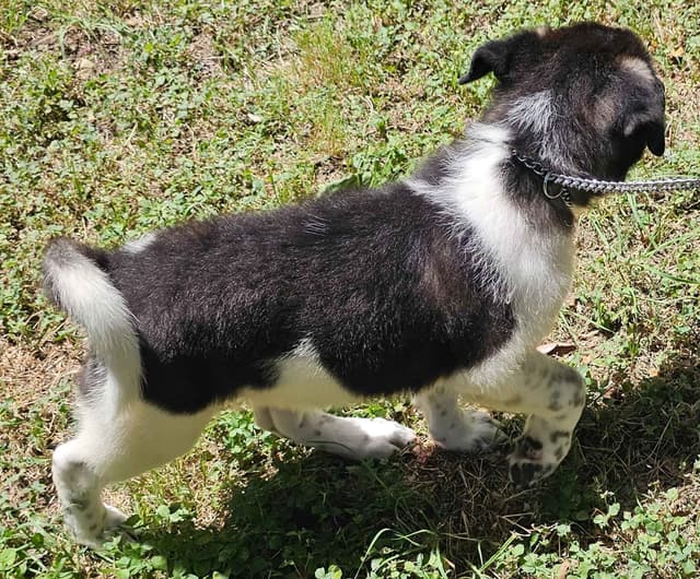 Akita Puppies media 2