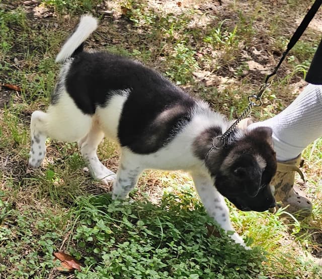 Akita Puppies media 3