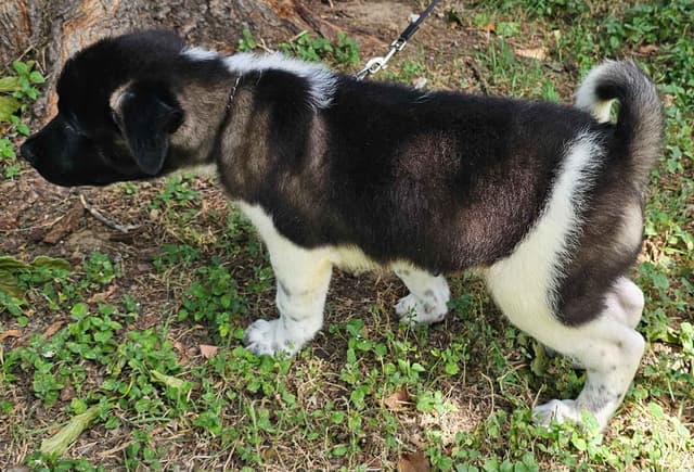 Akita Puppies media 5