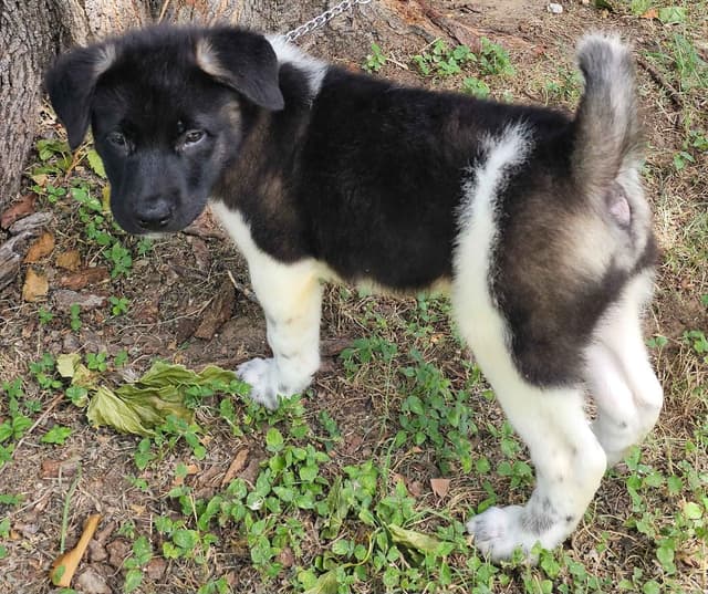 Akita Puppies media 4