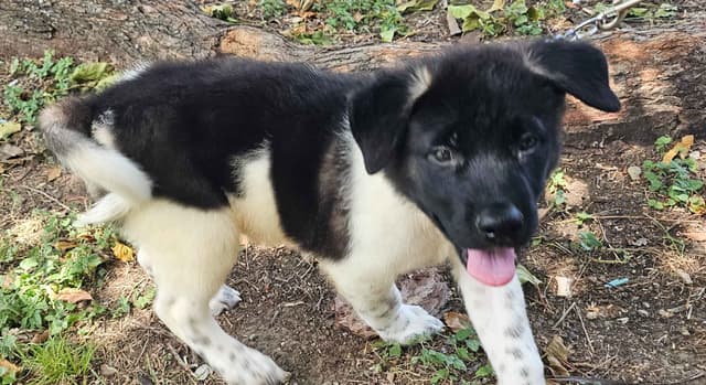 Akita Puppies media 6