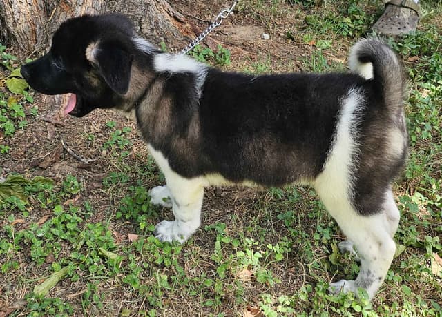 Akita Puppies media 7