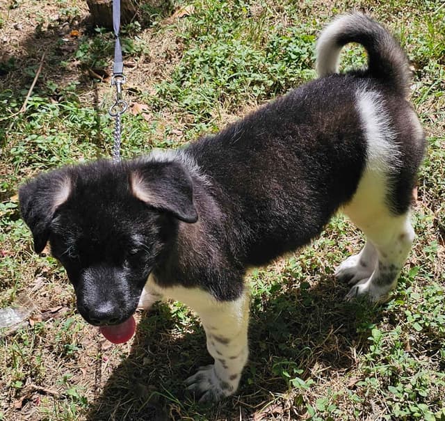 Akita Puppies media 8