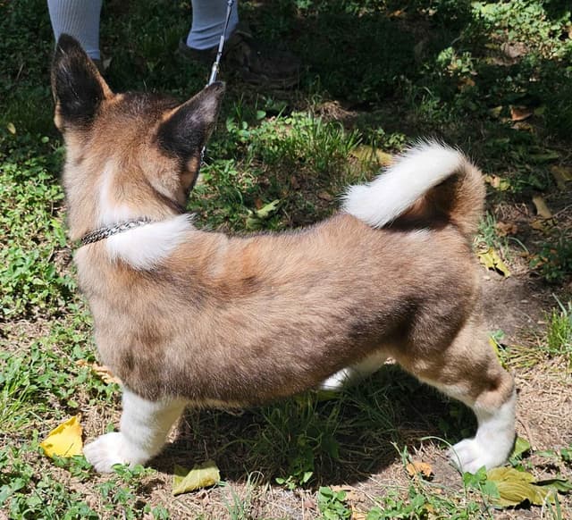 Akita Puppies media 9