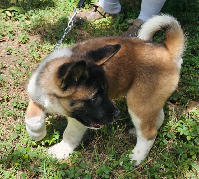 Akita Puppies media 10