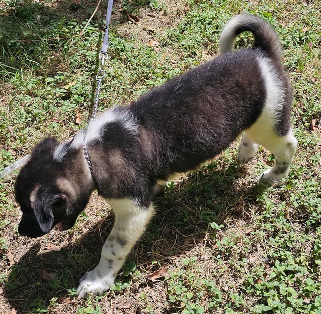 Akita Puppies media 11