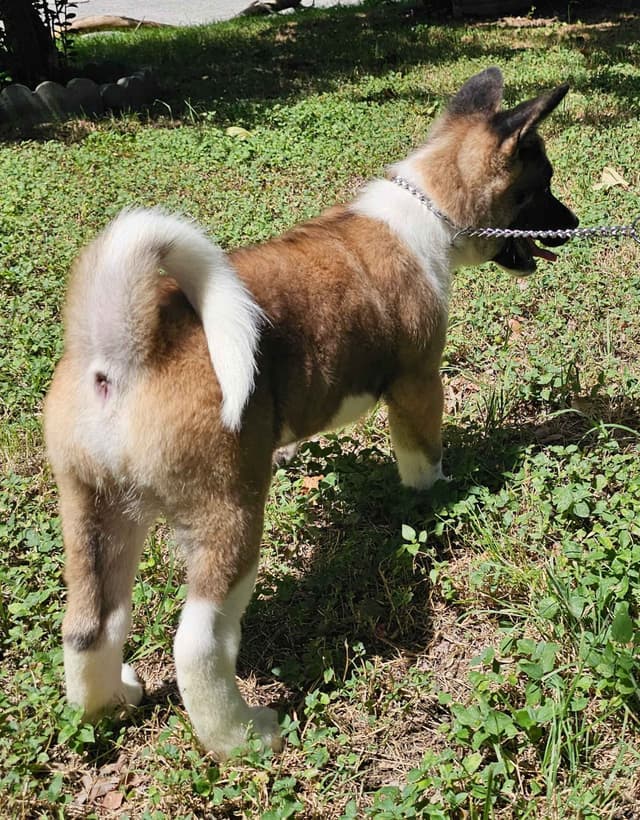 Akita Puppies media 12