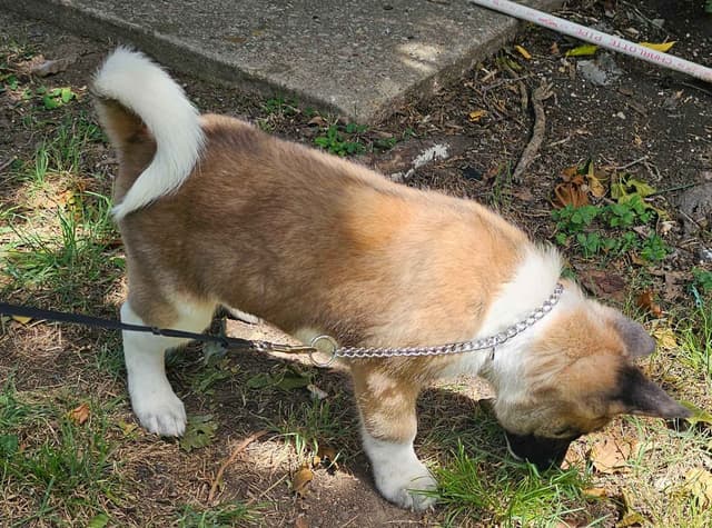 Akita Puppies media 13