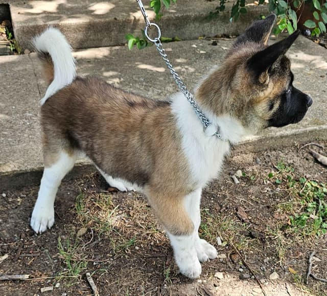 Akita Puppies media 14