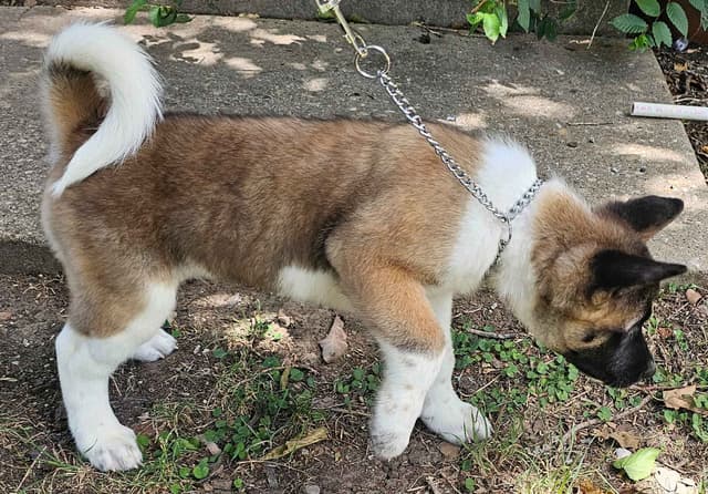 Akita Puppies media 15