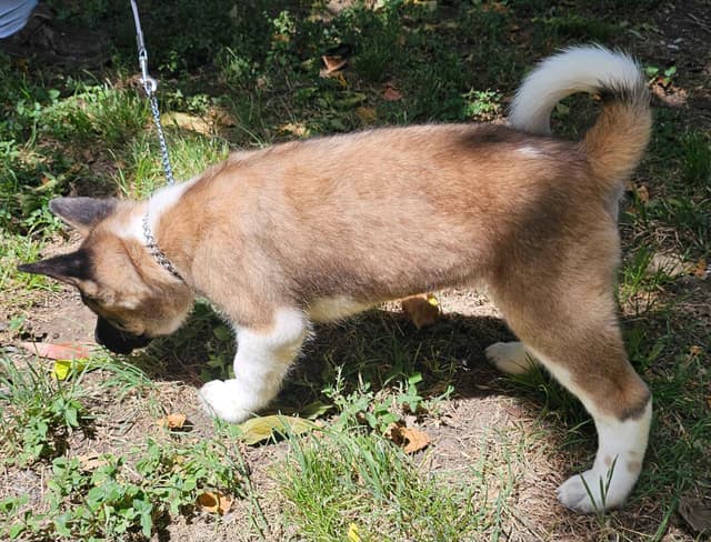 Akita Puppies media 16