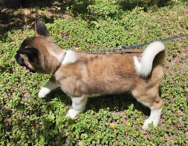 Akita Puppies media 17