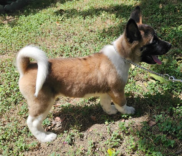 Akita Puppies media 18