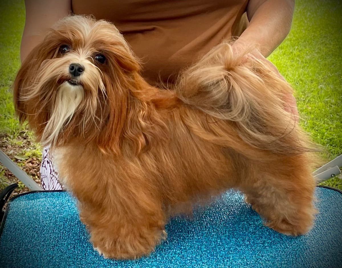 Havanese Puppies breeder image 1