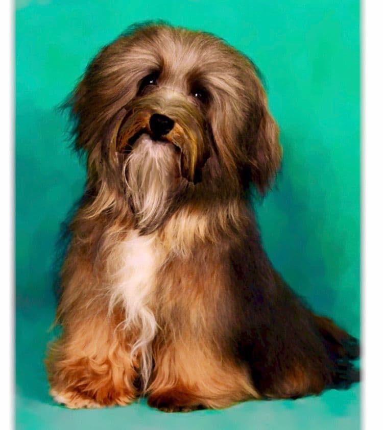 Havanese Puppies breeder image 4