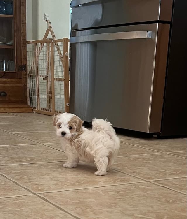 Havanese Puppies media 2