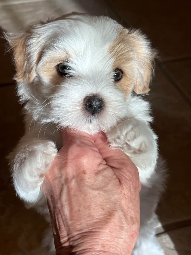 Havanese Puppies media 4