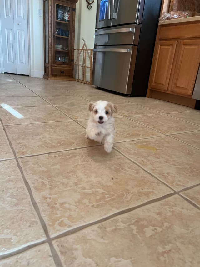 Havanese Puppies media 6