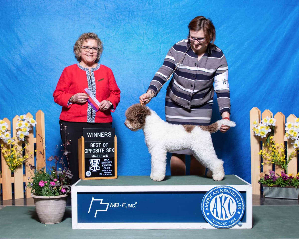 Lagotto Romagnolo Puppies breeder image 1