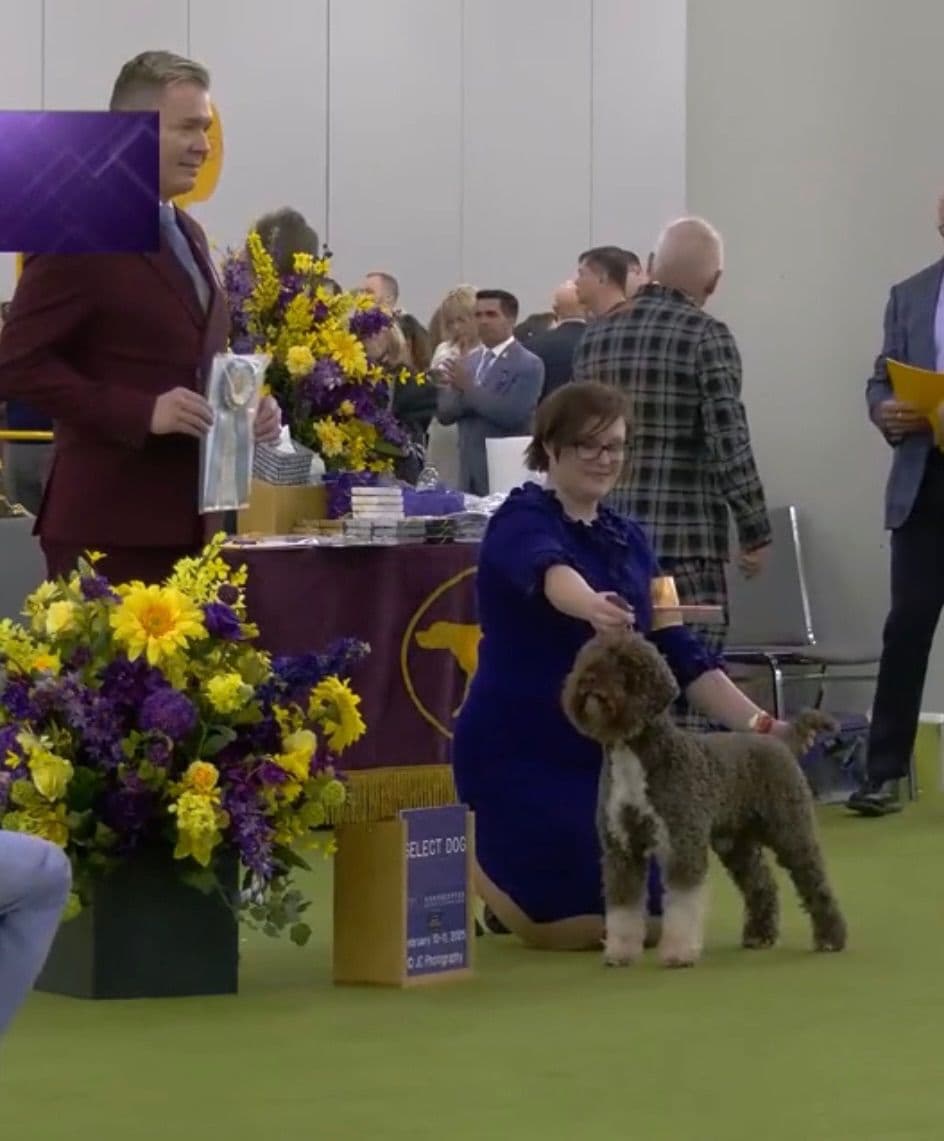 Lagotto Romagnolo Puppies breeder image 2