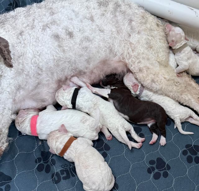 Lagotto Romagnolo Puppies media 5